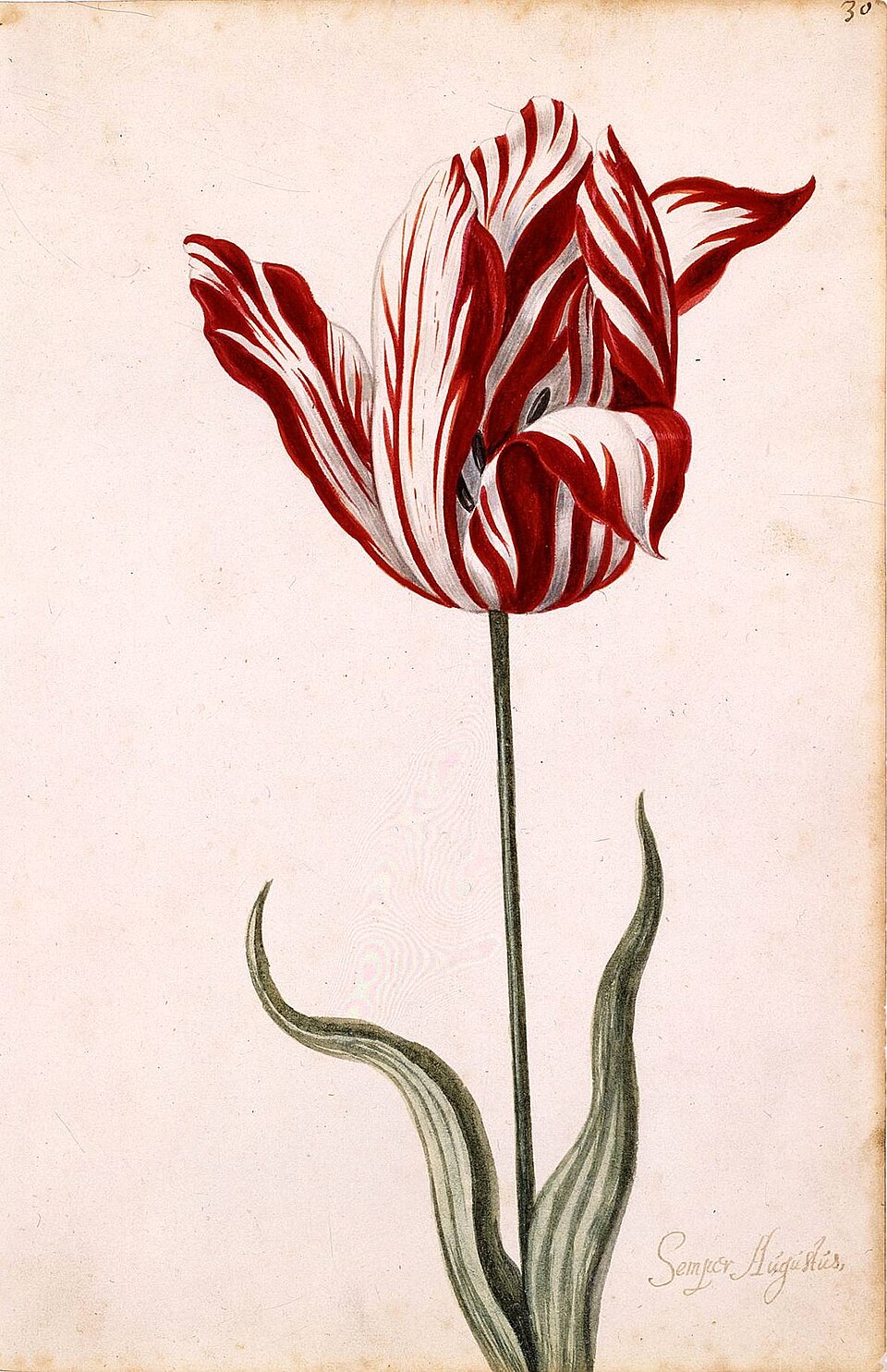 Watercolor of the Semper Augustus tulip, the most valuable variety during the 1637 mania